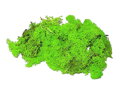Islandský aranžérský mech 500g - neonově zelený