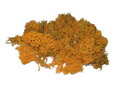 Islandský aranžérský mech 500g - světlý oranžový