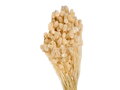 Sušená tráva chrastnice Phalaris 100g - bělená