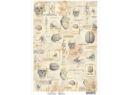 Rýžový papír A4 - Human Anatomy