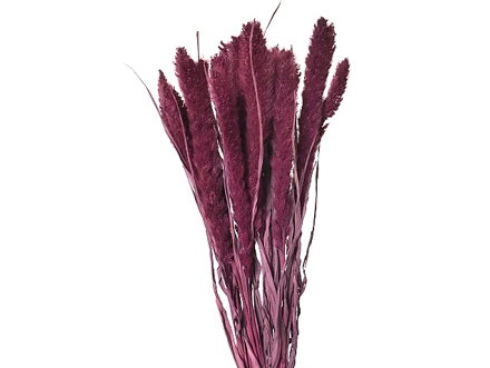 Sušená aranžérská tráva Mohár - Setaria - 100g - bordó