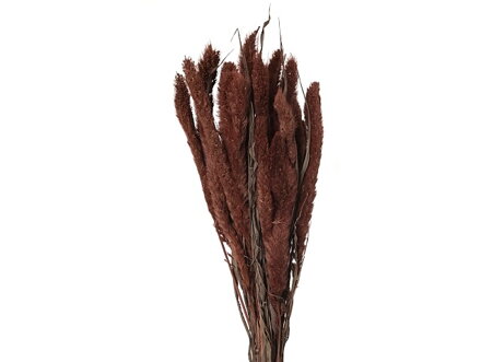 Sušená aranžérská tráva Mohár - Setaria - 100g - hnědá