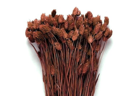 Sušená tráva chrastnice Phalaris 100g - hnědá