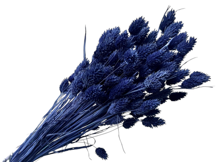 Sušená tráva Chrastnice Phalaris 100g - půlnoční modrá