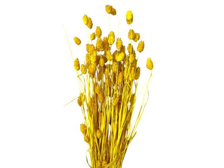 Sušená tráva Chrastnice Phalaris 100g - žlutá