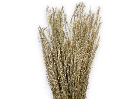 Sušená tráva Star Grass 100g - přírodní