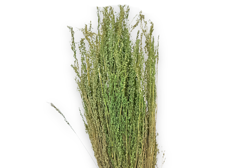 Sušená tráva Star Grass 100g - světle zelené