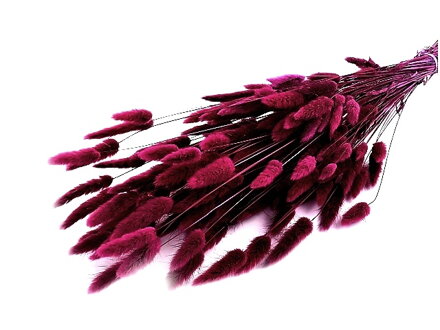 Sušená tráva zajíčka vejčitá Lagurus 50g - bordó