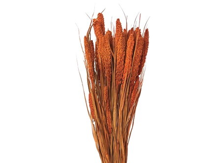 Sušené aranžérské Proso Senegalské 100g - oranžové
