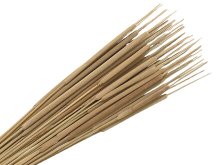 Sušené aranžérské trávy pálky Hogla Typha - 20ks - přírodní