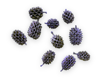 Sušené šišky Casuaria 10ks - fialovomodré