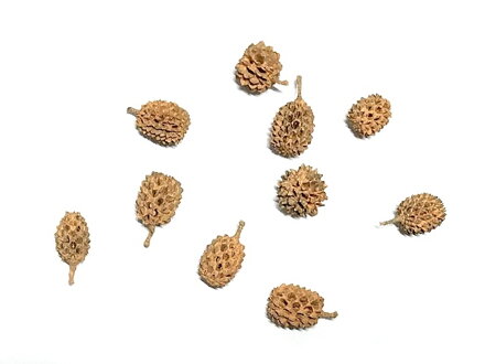 Sušené šišky Casuaria 10ks - pastelové oranžové