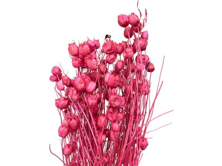 Sušené stabilizované květiny Nigella Damascena Černuška cca 100g - bělená růžová