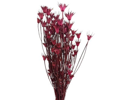 Sušené stabilizované květiny Nigella Orientalis 100g starorůžové