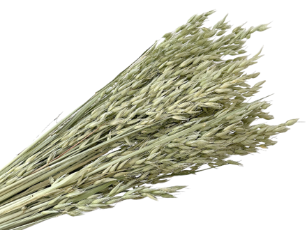 Sušený aranžérský oves setý 150g - přírodní