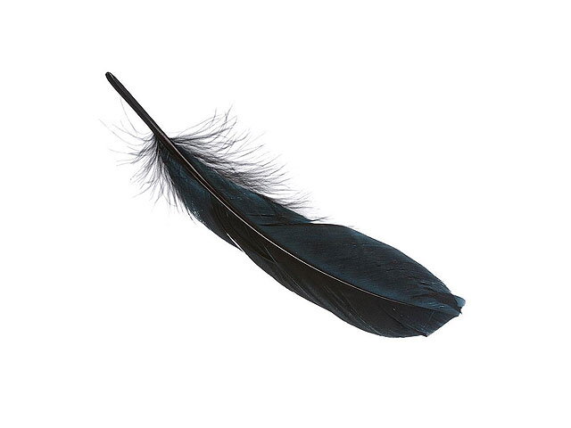 Husí pírka 20cm 8ks - černé