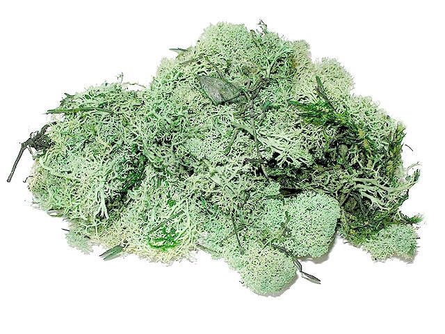 Islandský aranžérský mech 500g - pastelově zelený