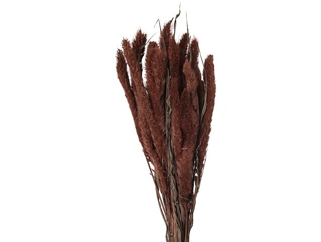 Sušená aranžérská tráva Mohár - Setaria - 100g - hnědá