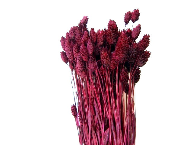 Sušená tráva chrastnice Phalaris 100g - bordó
