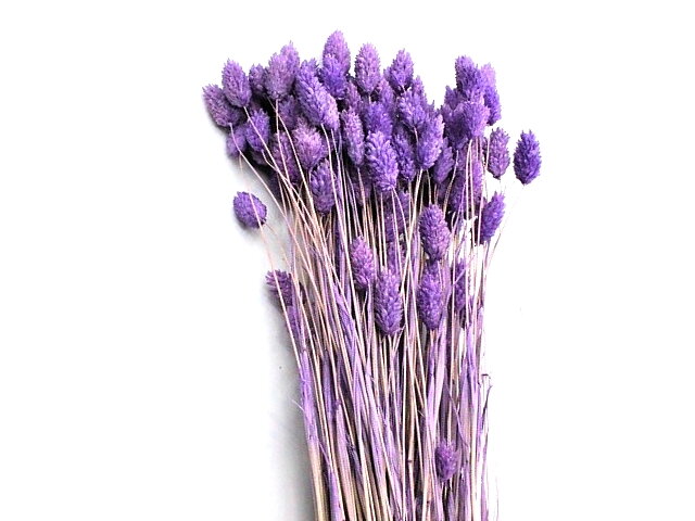 Sušená tráva chrastnice Phalaris 100g - fialová