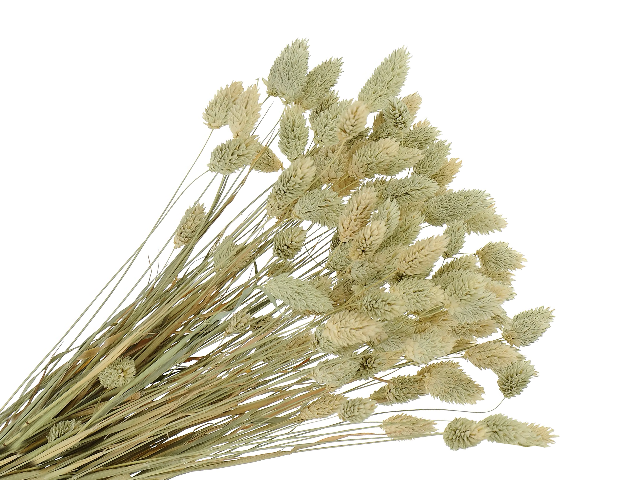Sušená tráva chrastnice Phalaris 100g - přírodní