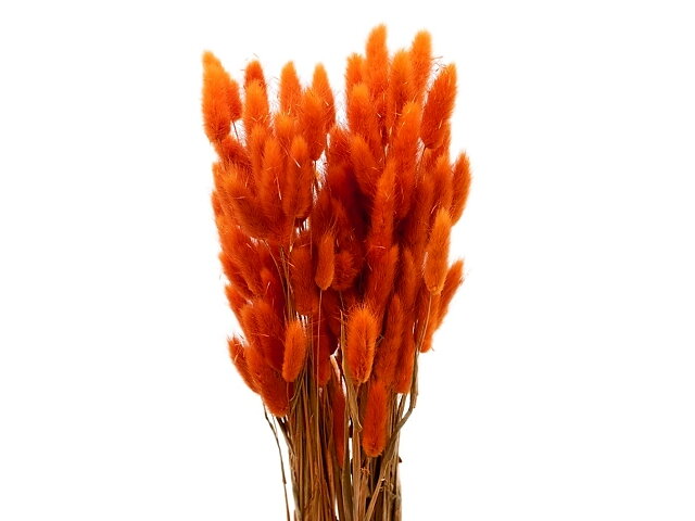 Sušená tráva zajíčka vejčitá Lagurus 50g - oranžová