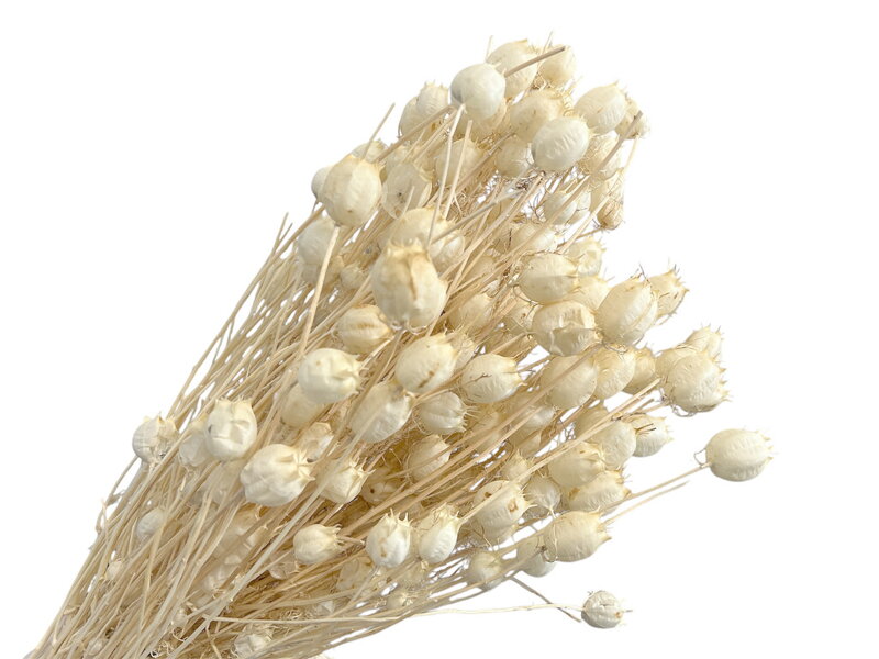 Sušené květiny Černuška - Nigella damascena cca 100g - bělené