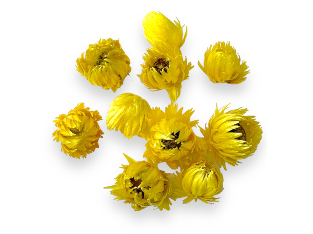 Sušené slaměnky Capblume 10ks - žluté