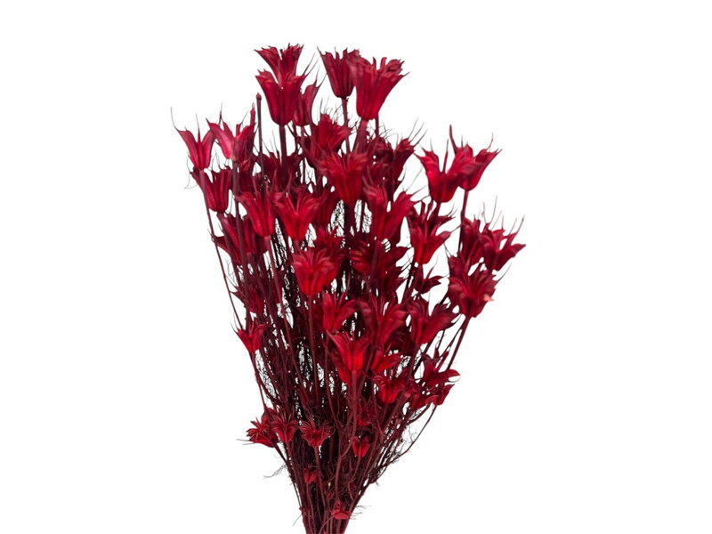 Sušené stabilizované květiny Nigella Orientalis 100g červené