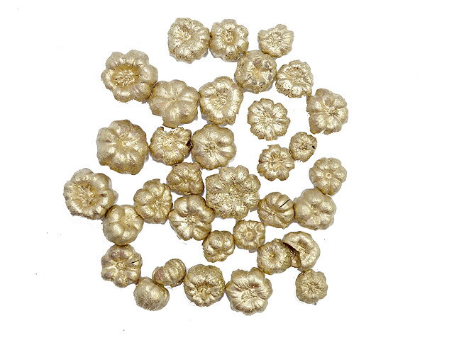 Sušený plod dýně liliput 10g - champagne