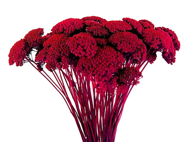 Sušený stabilizovaný řebříček Achillea Achillea - červený