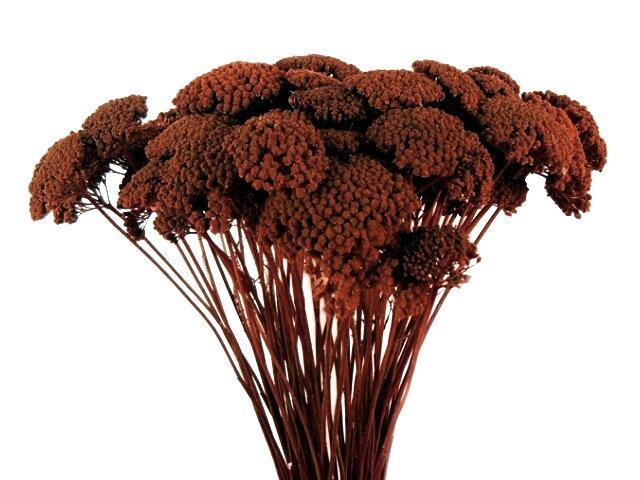 Sušený stabilizovaný řebříček Achillea Achillea - hnědý