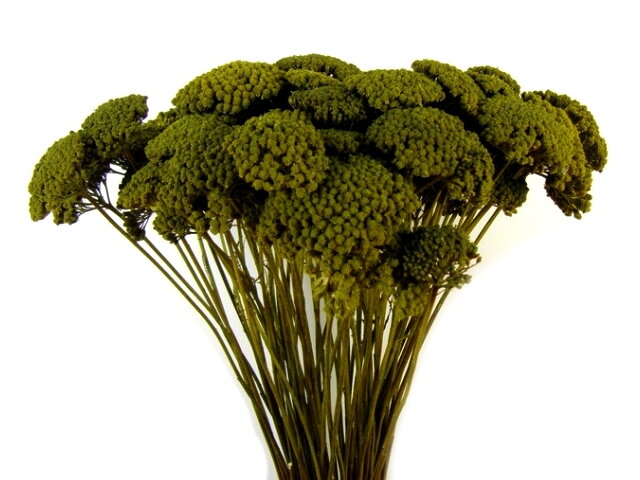 Sušený stabilizovaný řebříček Achillea - mechově zelený
