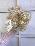 Sušené květiny hvězdičky Nigella Orientalis 100g - bělené