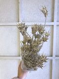 Sušené květiny hvězdičky Nigella Orientalis 100g - přírodní