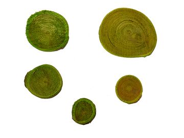 Aranžérská dřívka kulaté 5ks - zelené