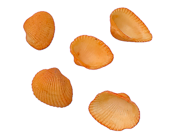 Aranžérské mušle Hřebenatky oranžové - malé - 5ks