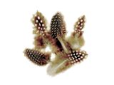 Aranžérská peříčka perličky - strakaté - 10g - natural