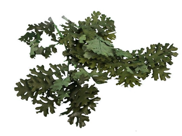 Dubové listy - větvičky cca 100g - zelené