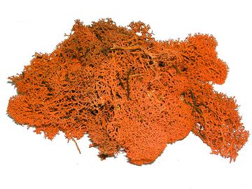 Islandský aranžérský mech 30g - oranžový