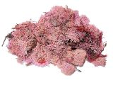 Islandský aranžérský mech 30g - vintage růžový