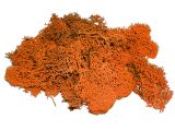 Islandský aranžérský mech 500g - oranžový