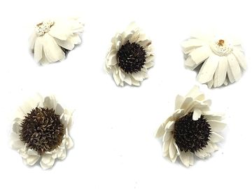 Květiny Ming - slunečnice 3ks - přírodní