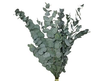 Stabilizované eukalyptové listy Penny Gum 50cm - tmavě zelené