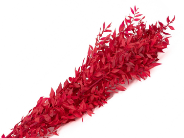 Stabilizované listy - větve Ruscus 150g - jasné červené