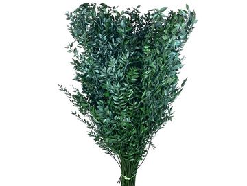 Stabilizované listy - větve Ruscus 60cm - tmavě zelené