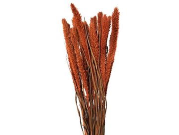 Sušená aranžérská tráva Mohár - Setaria - 100g - oranžová