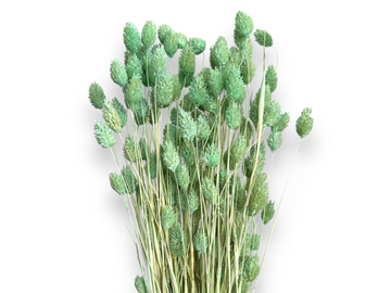 Sušená tráva chrastnice Phalaris 100g - aqua