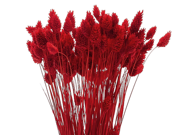 Sušená tráva chrastnice Phalaris 100g - červená