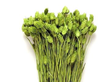 Sušená tráva chrastnice Phalaris 100g - světle zelená